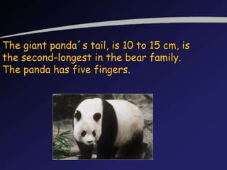 The giant panda´s tail, is 10 to 15 cm, is
the second-longest in the bear family.
The panda has five fingers.
 