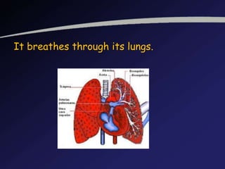 It breathes through its lungs.
 