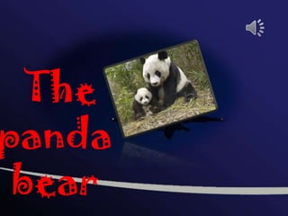 The
panda
bear
 