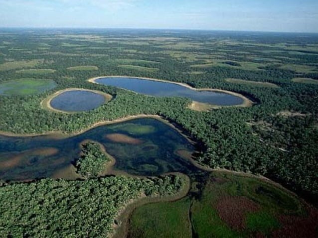 The Pantanal | PPS