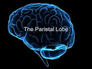 The Parietal Lobe 