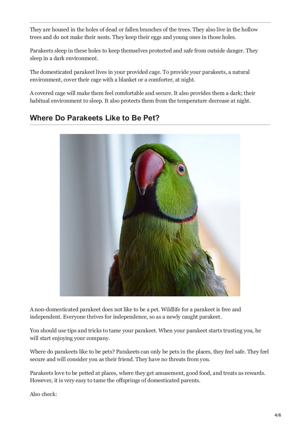 Where do parakeets come from 