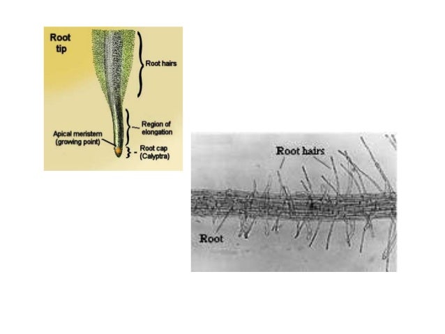 The parts of a plant and their functions
