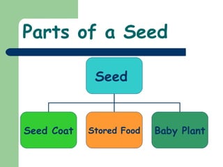 The parts of a seed