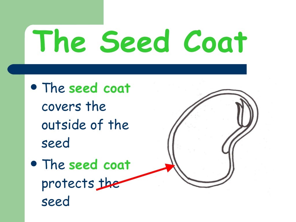 The parts of a seed