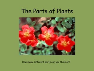 The Parts of Plants How many different parts can you think of? 