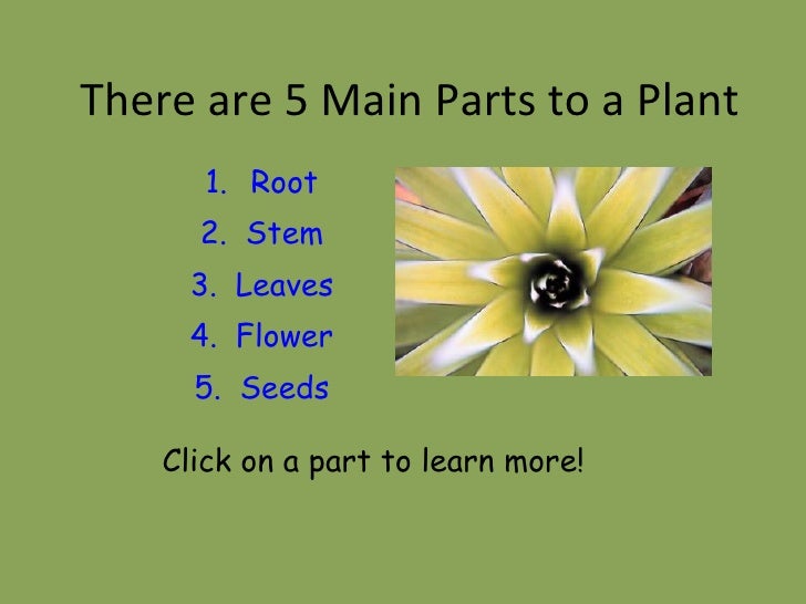 The Parts Of Plants