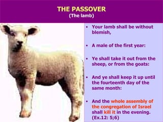 THE PASSOVER (The lamb) Your lamb shall be without blemish, A male of the first year: Ye shall take it out from the sheep, or from the goats: And ye shall keep it up until the fourteenth day of the same month: And the  whole assembly of the congregation of Israel  shall  kill it  in the evening. (Ex.12: 5;6) 