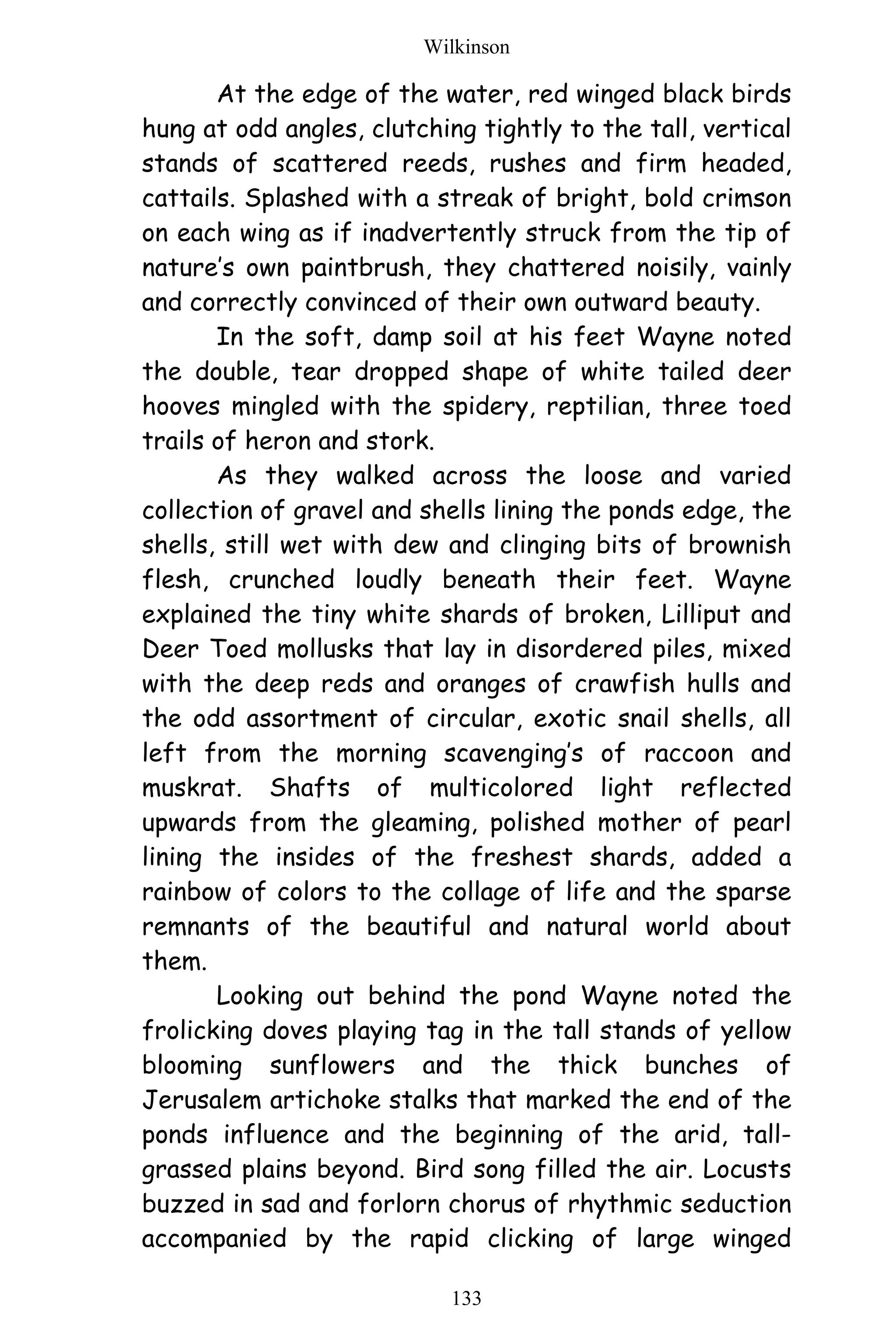 Wilkinson
133
At the edge of the water, red winged black birds
hung at odd angles, clutching tightly to the tall, vertical
stands of scattered reeds, rushes and firm headed,
cattails. Splashed with a streak of bright, bold crimson
on each wing as if inadvertently struck from the tip of
nature’s own paintbrush, they chattered noisily, vainly
and correctly convinced of their own outward beauty.
In the soft, damp soil at his feet Wayne noted
the double, tear dropped shape of white tailed deer
hooves mingled with the spidery, reptilian, three toed
trails of heron and stork.
As they walked across the loose and varied
collection of gravel and shells lining the ponds edge, the
shells, still wet with dew and clinging bits of brownish
flesh, crunched loudly beneath their feet. Wayne
explained the tiny white shards of broken, Lilliput and
Deer Toed mollusks that lay in disordered piles, mixed
with the deep reds and oranges of crawfish hulls and
the odd assortment of circular, exotic snail shells, all
left from the morning scavenging’s of raccoon and
muskrat. Shafts of multicolored light reflected
upwards from the gleaming, polished mother of pearl
lining the insides of the freshest shards, added a
rainbow of colors to the collage of life and the sparse
remnants of the beautiful and natural world about
them.
Looking out behind the pond Wayne noted the
frolicking doves playing tag in the tall stands of yellow
blooming sunflowers and the thick bunches of
Jerusalem artichoke stalks that marked the end of the
ponds influence and the beginning of the arid, tall-
grassed plains beyond. Bird song filled the air. Locusts
buzzed in sad and forlorn chorus of rhythmic seduction
accompanied by the rapid clicking of large winged
 