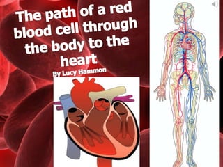 The path of a red blood cell through the body to the heartBy Lucy Hammon 