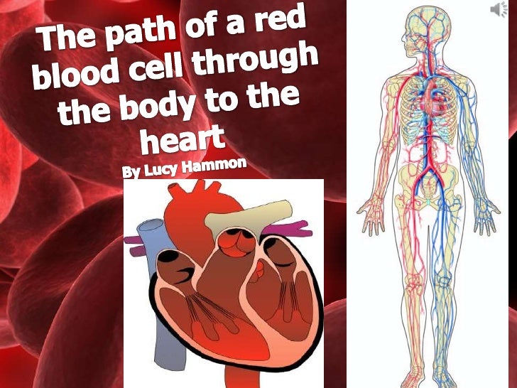 The path of a red blood cell through