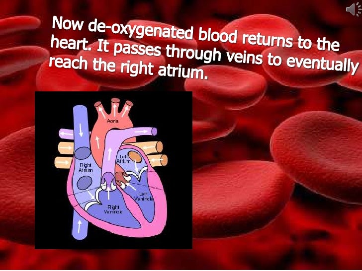 The path of a red blood cell through