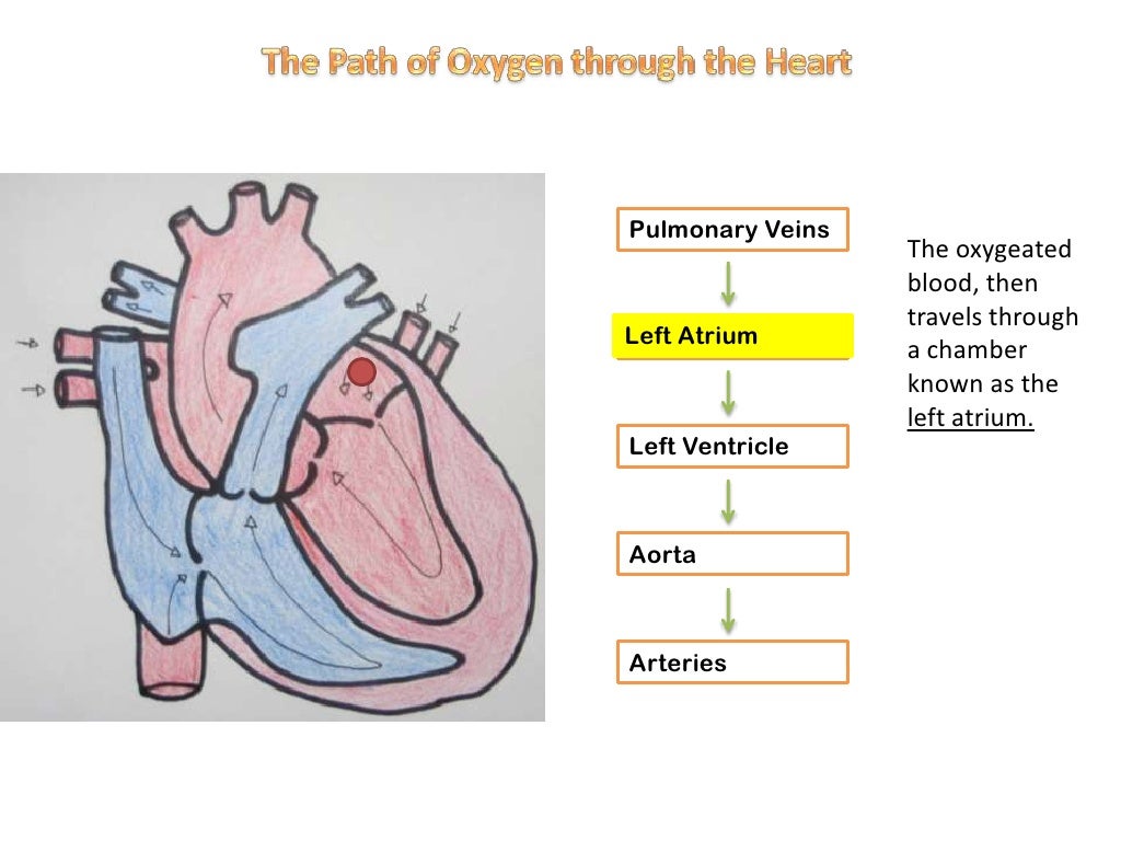 The path of oxygen through heart circulatory system