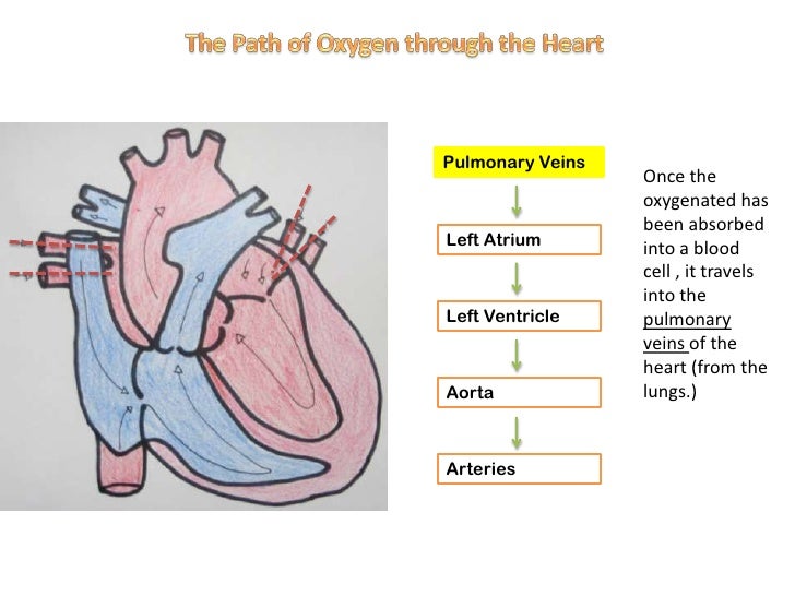 The path of oxygen through heart circulatory system