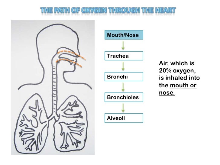 The path of oxygen through heart respitory system pp