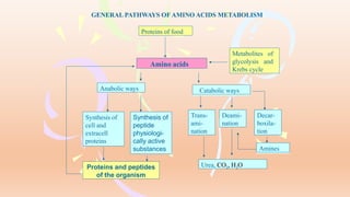 The Pathways of Amino Acid Metabolism.pptx