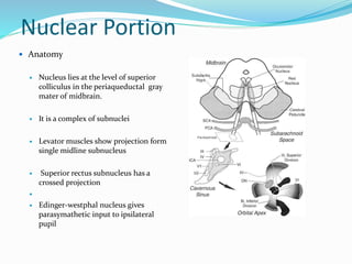 Nuclear Portion
 Anatomy
 Nucleus lies at the level of superior
colliculus in the periaqueductal gray
mater of midbrain.
 It is a complex of subnuclei
 Levator muscles show projection form
single midline subnucleus
 Superior rectus subnucleus has a
crossed projection

 Edinger-westphal nucleus gives
parasymathetic input to ipsilateral
pupil
 