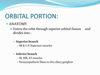 ORBITAL PORTION:
 ANATOMY
 Enters the orbit through superior orbital fissure and
divides into :
 Superior branch
 SR & L.P. Superiors muscles
 Inferior branch
 IR, MR, IO muscles
 Parasympathetic fibers to the ciliary ganglion
 