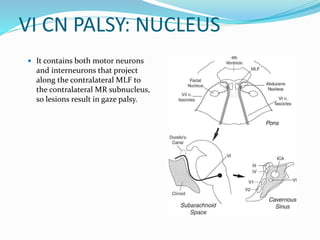 VI CN PALSY: NUCLEUS
 It contains both motor neurons
and interneurons that project
along the contralateral MLF to
the contralateral MR subnucleus,
so lesions result in gaze palsy.
 