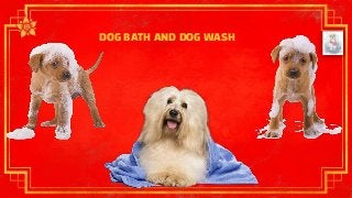 DOG BATH AND DOG WASH
 