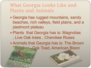 The peach state georgia