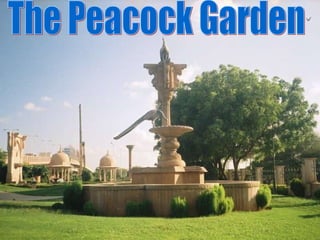 The Peacock Garden The Peacock Garden 