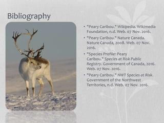 Bibliography
• "Peary Caribou." Wikipedia. Wikimedia
Foundation, n.d. Web. 07 Nov. 2016.
• "Peary Caribou." Nature Canada.
Nature Canada, 2008. Web. 07 Nov.
2016.
• "Species Profile: Peary
Caribou." Species at Risk Public
Registry. Government of Canada, 2016.
Web. 07 Nov. 2016.
• "Peary Caribou." NWT Species at Risk.
Government of the Northwest
Territories, n.d. Web. 07 Nov. 2016.
 