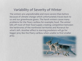 Variability of Severity of Winter
The winters are unpredictable and more severe than before
because of climate change which unfortunately traces back to
us and our greenhouse gases. The harsh winters cause many
problems for the Peary caribou for example; food. The winter
kills off most of their food supply creating competition between
the herbivores of the northwest territories and Nunavut for
what's left. Another effect is starving predators will go for
bigger prey like the Peary caribou when unable to find smaller
prey.
 
