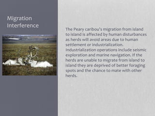 Migration
Interference
The Peary caribou’s migration from island
to island is affected by human disturbances
as herds will avoid areas due to human
settlement or industrialization.
Industrialization operations include seismic
exploration and marine navigation. If the
herds are unable to migrate from island to
island they are deprived of better foraging
spots and the chance to mate with other
herds.
 
