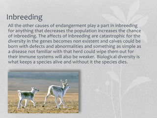 Inbreeding
All the other causes of endangerment play a part in inbreeding
for anything that decreases the population increases the chance
of inbreeding. The affects of inbreeding are catastrophic for the
diversity in the genes becomes non existent and calves could be
born with defects and abnormalities and something as simple as
a disease not familiar with that herd could wipe them out for
their immune systems will also be weaker. Biological diversity is
what keeps a species alive and without it the species dies.
 