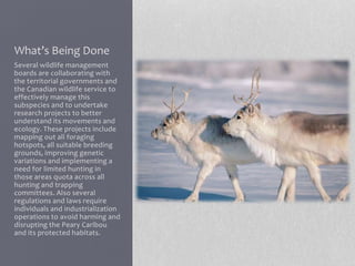 What’s Being Done
Several wildlife management
boards are collaborating with
the territorial governments and
the Canadian wildlife service to
effectively manage this
subspecies and to undertake
research projects to better
understand its movements and
ecology. These projects include
mapping out all foraging
hotspots, all suitable breeding
grounds, improving genetic
variations and implementing a
need for limited hunting in
those areas quota across all
hunting and trapping
committees. Also several
regulations and laws require
individuals and industrialization
operations to avoid harming and
disrupting the Peary Caribou
and its protected habitats.
 