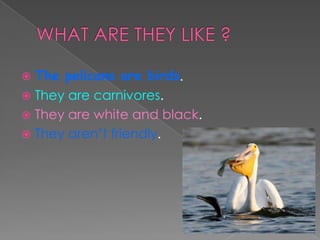 The pelicans are birds.
 They are carnivores.
 They are white and black.
 They aren’t friendly.


 