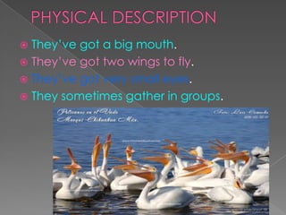 They’ve got a big mouth.
 They’ve got two wings to fly.
 They’ve got very small eyes.
 They sometimes gather in groups....