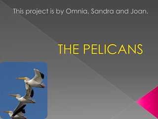 The pelicans  ESL primary school presentation