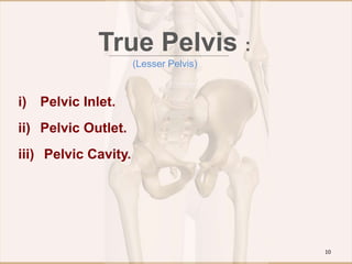 True Pelvis :
i) Pelvic Inlet.
ii) Pelvic Outlet.
iii) Pelvic Cavity.
(Lesser Pelvis)
10
 