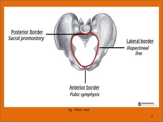 Fig. Pelvic Inlet
12
 