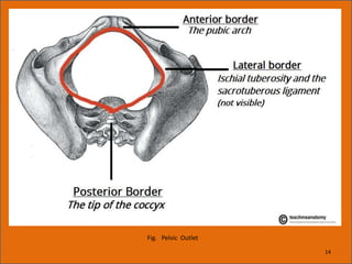 Fig. Pelvic Outlet
14
 