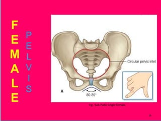 F
E
M
A
L
E
P
E
L
V
I
S
Fig. Sub-Pubic Angle Female.
16
 