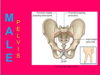 P
E
L
V
I
S
M
A
L
E
Fig. Sub-Pubic Angle Female.
17
 