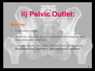 ii) Pelvic Outlet:
Notches:
1. Three wide notches.
2. Anteriorly, the pubic arch is in between the ischiopubic rami
below the pubic symphysis.
3. Laterally, are the two sciatic notches which are divided by
Sacrotuberous Ligament & Sacrospinous Ligament.
18
 