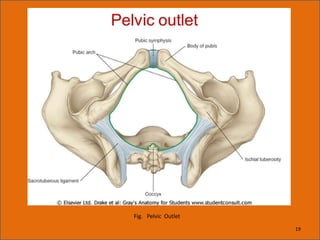 Fig. Pelvic Outlet
19
 