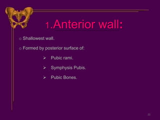 1.Anterior wall:
o Shallowest wall.
o Formed by posterior surface of:
 Pubic rami.
 Symphysis Pubis.
 Pubic Bones.
22
 