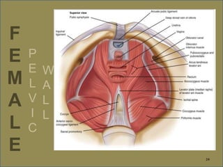 F
E
M
A
L
E
P
E
L
V
I
C
W
A
L
L
24
 