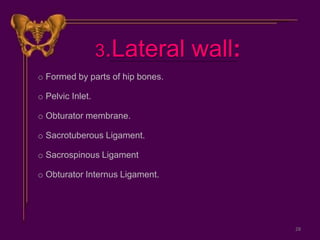 3.Lateral wall:
o Formed by parts of hip bones.
o Pelvic Inlet.
o Obturator membrane.
o Sacrotuberous Ligament.
o Sacrospinous Ligament
o Obturator Internus Ligament.
28
 