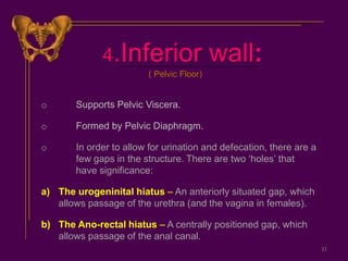 4.Inferior wall:
o Supports Pelvic Viscera.
o Formed by Pelvic Diaphragm.
o In order to allow for urination and defecation, there are a
few gaps in the structure. There are two ‘holes’ that
have significance:
a) The urogeninital hiatus – An anteriorly situated gap, which
allows passage of the urethra (and the vagina in females).
b) The Ano-rectal hiatus – A centrally positioned gap, which
allows passage of the anal canal.
( Pelvic Floor)
31
 