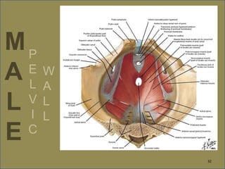 M
A
L
E
P
E
L
V
I
C
W
A
L
L
32
 