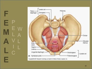 F
E
M
A
L
E
P
E
L
V
I
C
W
A
L
L
33
 