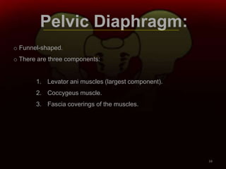 Pelvic Diaphragm:
o Funnel-shaped.
o There are three components:
1. Levator ani muscles (largest component).
2. Coccygeus muscle.
3. Fascia coverings of the muscles.
34
 