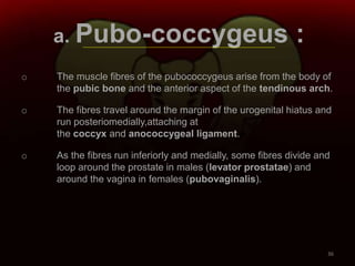 a. Pubo-coccygeus :
o The muscle fibres of the pubococcygeus arise from the body of
the pubic bone and the anterior aspect of the tendinous arch.
o The fibres travel around the margin of the urogenital hiatus and
run posteriomedially,attaching at
the coccyx and anococcygeal ligament.
o As the fibres run inferiorly and medially, some fibres divide and
loop around the prostate in males (levator prostatae) and
around the vagina in females (pubovaginalis).
36
 