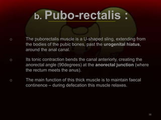 b. Pubo-rectalis :
o The puborectalis muscle is a U-shaped sling, extending from
the bodies of the pubic bones, past the urogenital hiatus,
around the anal canal.
o Its tonic contraction bends the canal anteriorly, creating the
anorectal angle (90degrees) at the anorectal junction (where
the rectum meets the anus).
o The main function of this thick muscle is to maintain faecal
continence – during defecation this muscle relaxes.
38
 